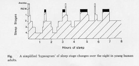 Hell With Teen Sleep Cycles 101